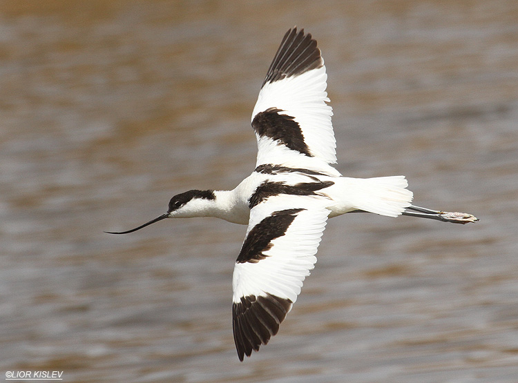  Pied Avocet  recurvirostra avosetta  ,Eilat 19-03-12 Lior Kislev                        